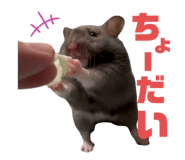 772205860