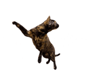772213250