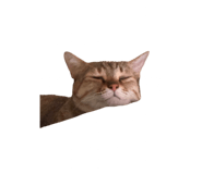 772213251
