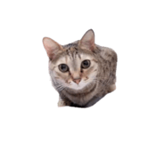 772213255