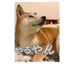 772301933