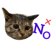 77233279