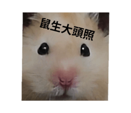 772351269