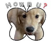 772373554