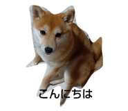 772374491
