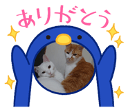 772375090