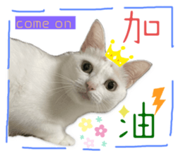 772402278