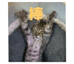 772406603