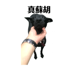 772446767