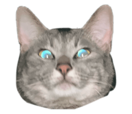 772520030