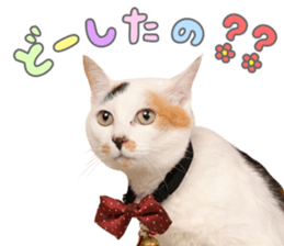 772525438