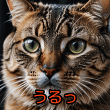 772594940