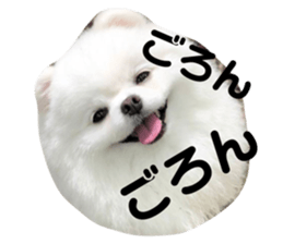 77260115