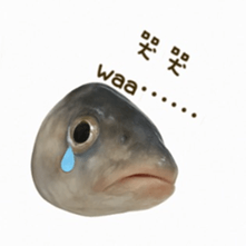 772623224