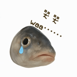 772623224