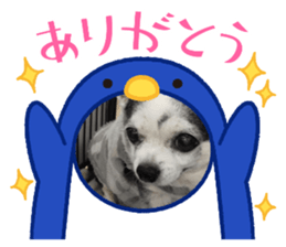 772641446