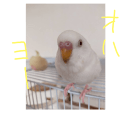 772659244