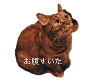 772665291