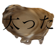 772691877