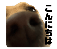 772712858