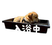 772712859