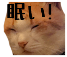 772720805