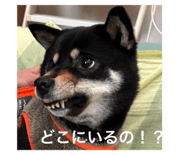 772741235