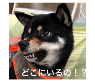 772741235