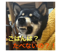 772741238