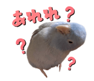772741500