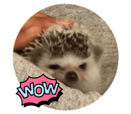 772742353