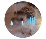 772742361