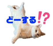 772742487