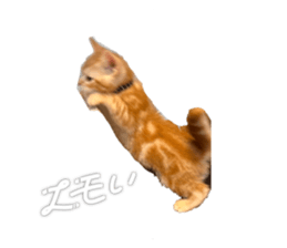 772743421