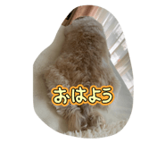 772764688