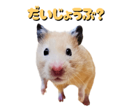 772765080