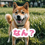 772768900