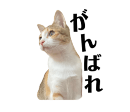 772783082