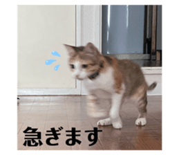 772783090