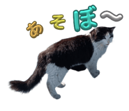 772790380