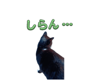 772790381