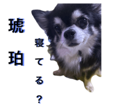 772808755
