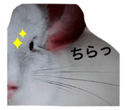 772854344