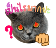 772863253