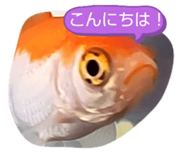 772896449