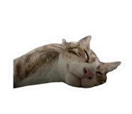 772896683
