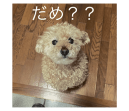 772917685