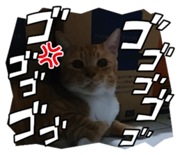 772918156