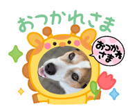 772929038