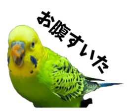 772930907